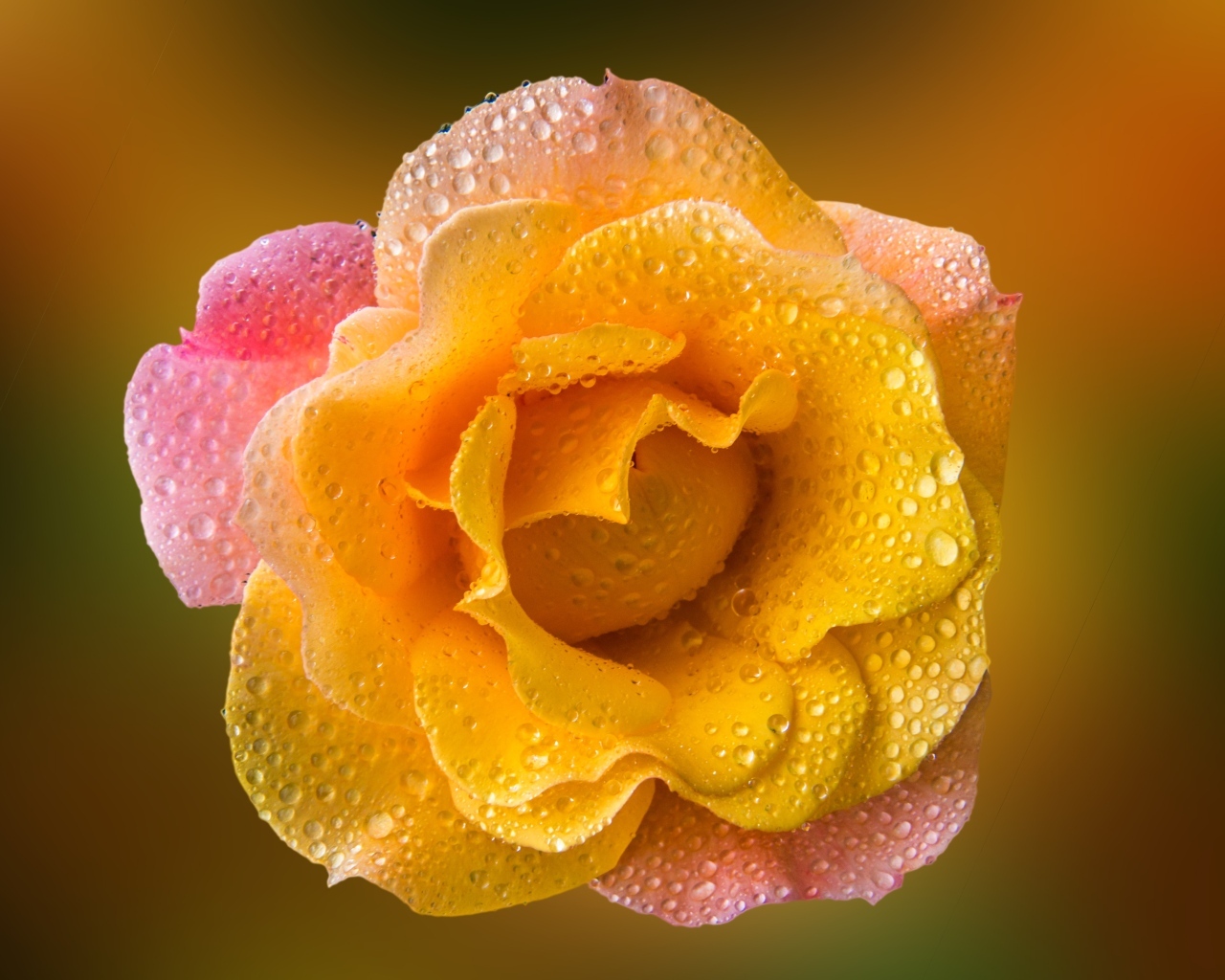 Роза с оранжевыми лепестками в каплях росы