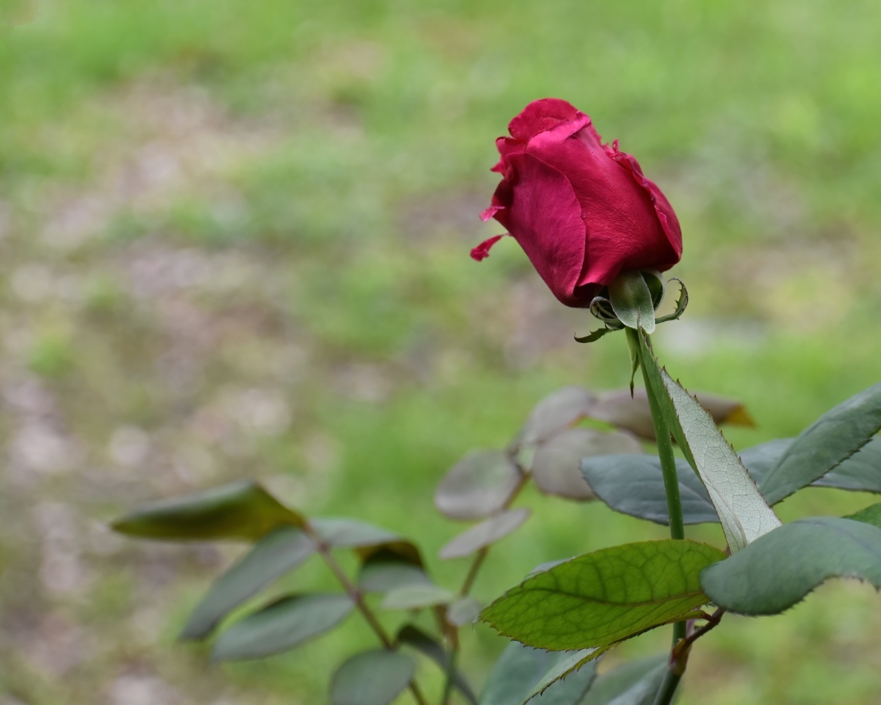 Алая роза с зелеными листьями крупным планом