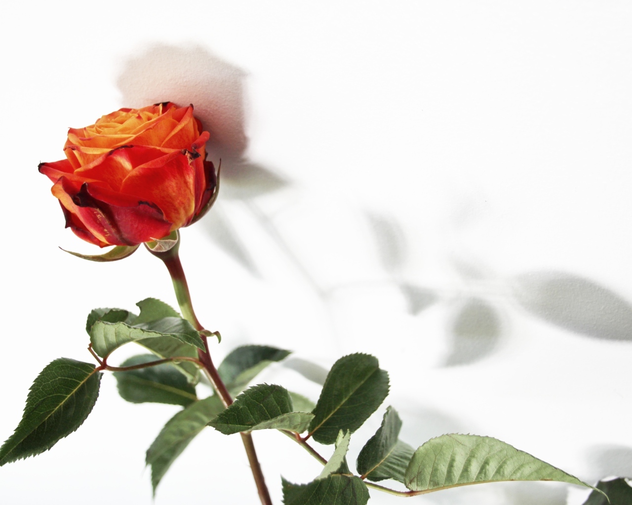Тень оранжевой розы на белой поверхности