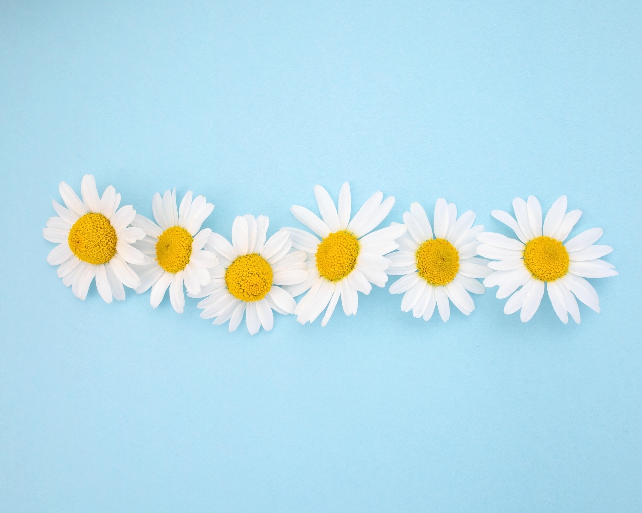 Шесть белых ромашек на голубом фоне