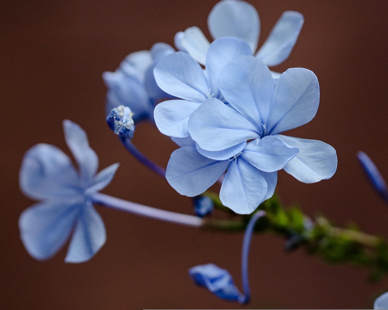 Мелкие голубые цветы крупным планом