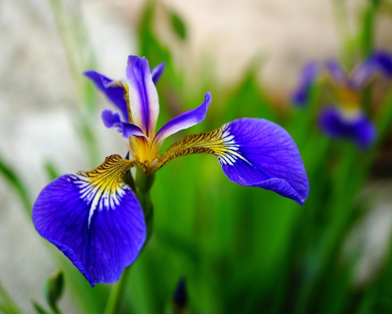 Маленький нежный синий цветок ириса