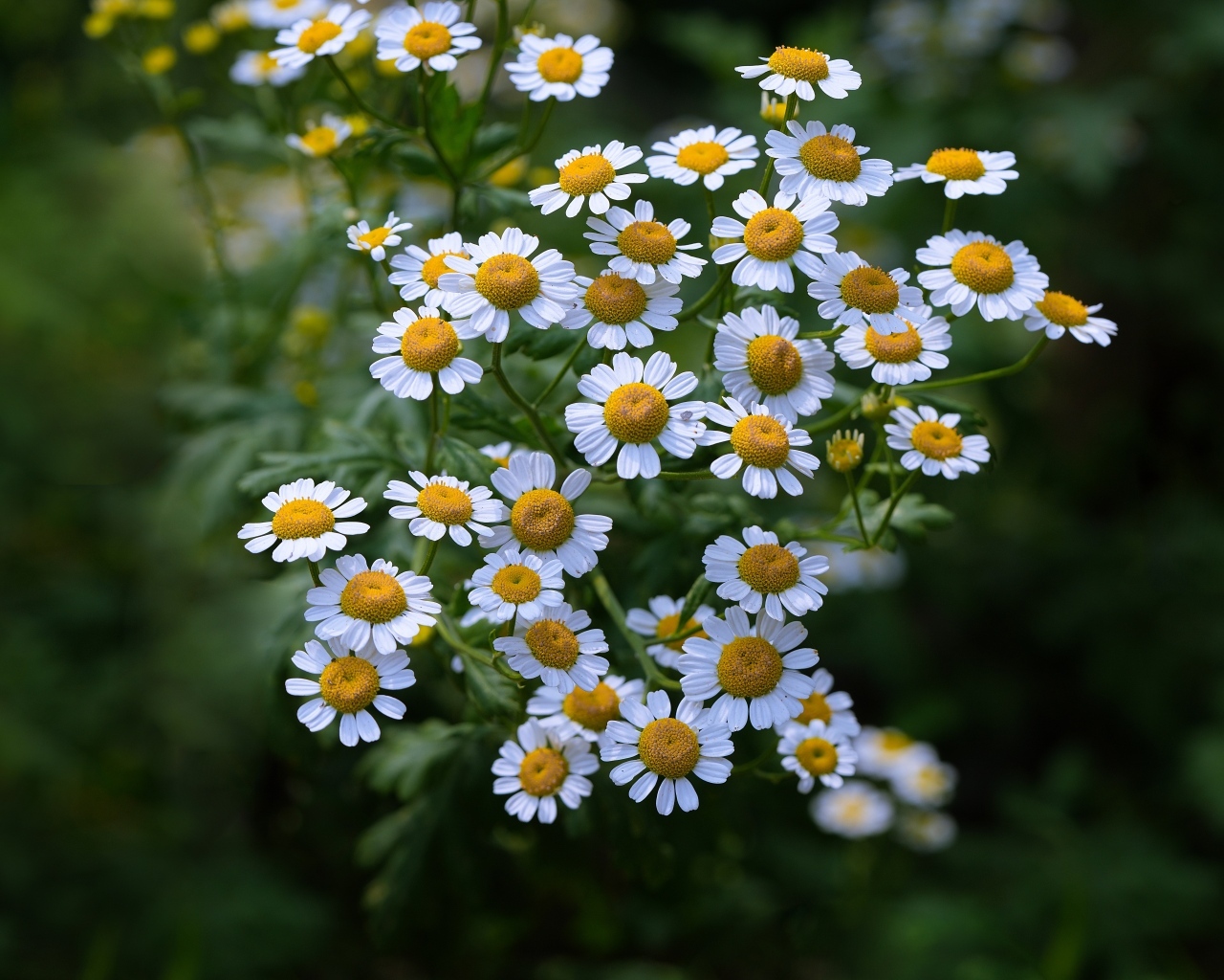 Мелкие цветы садовой ромашки