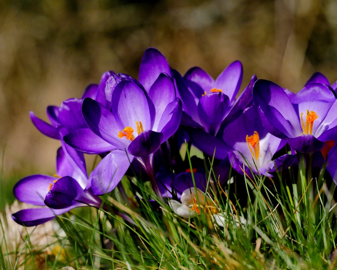 Маленькие сиреневые крокусы в зеленой траве