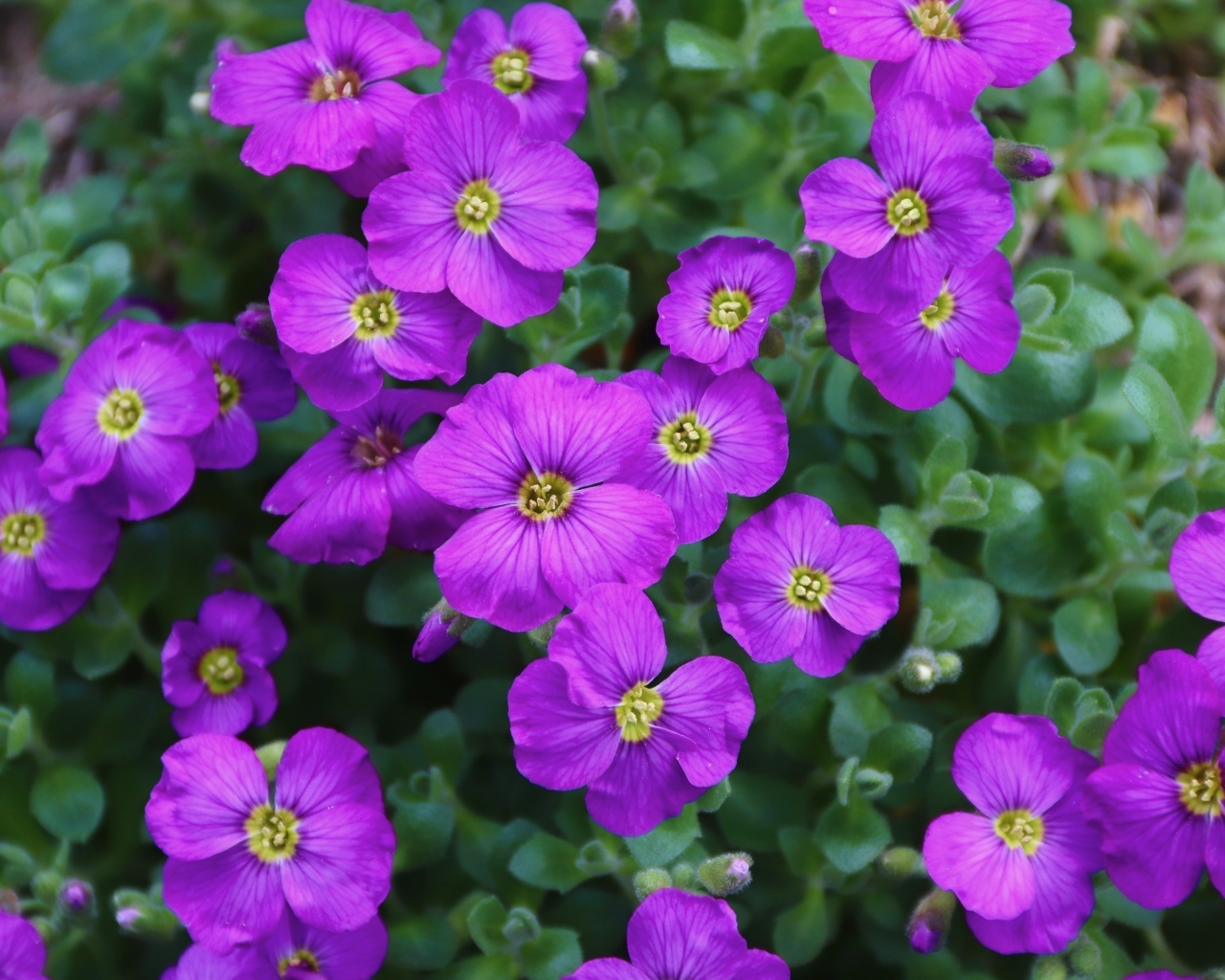 Мелкие сиреневые цветы обриета