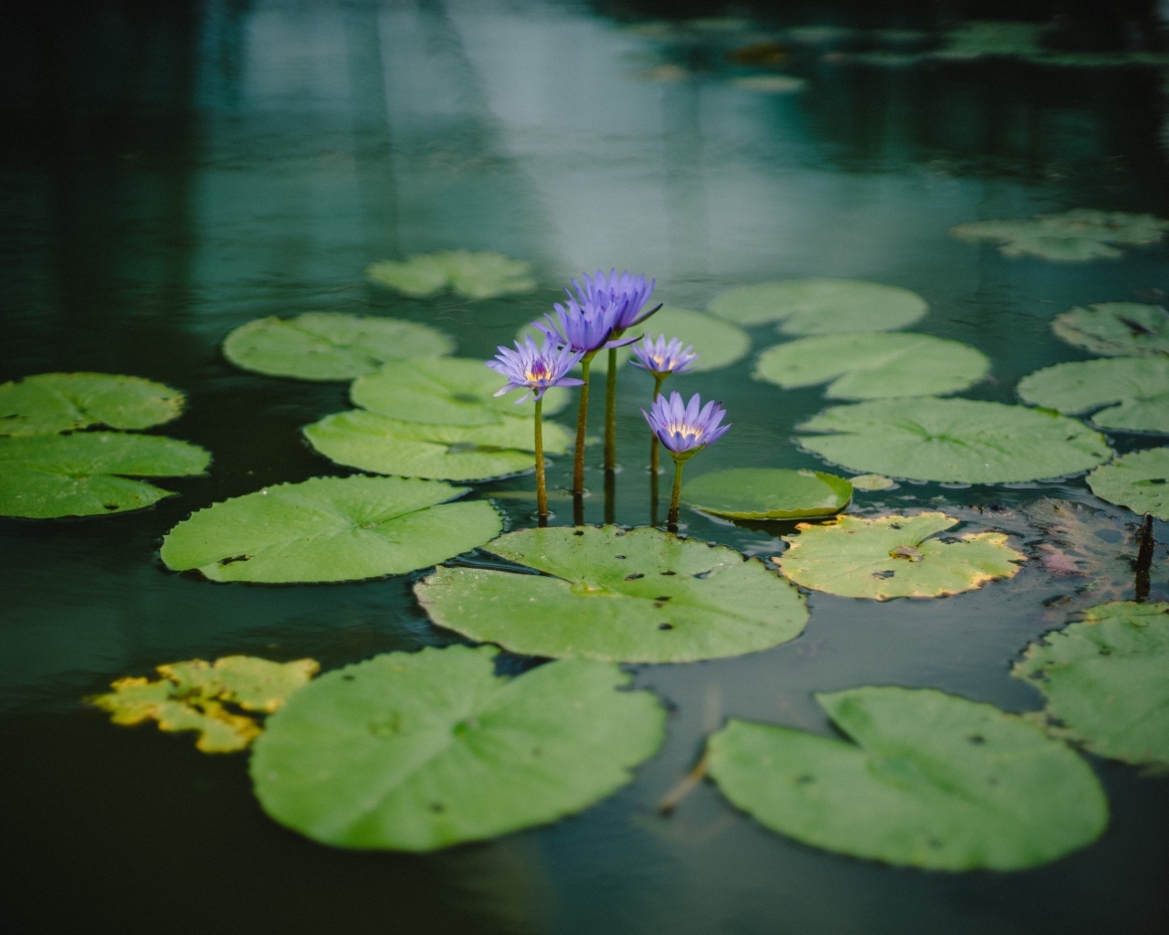Маленькие сиреневые водяные лилии с зелеными листьями