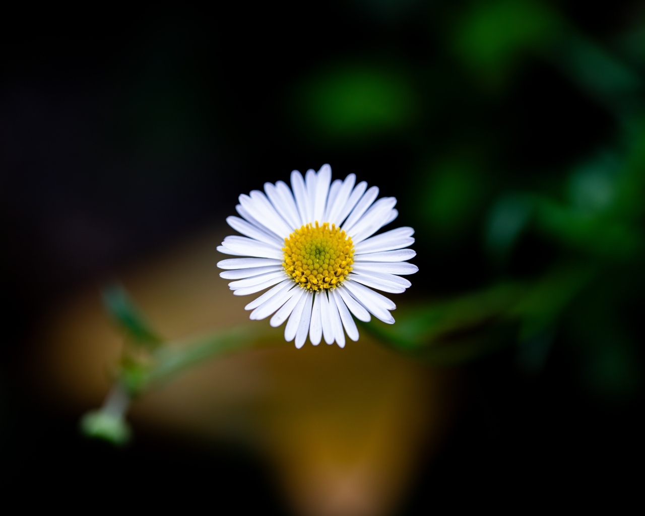 Маленькая одинокая ромашка крупным планом