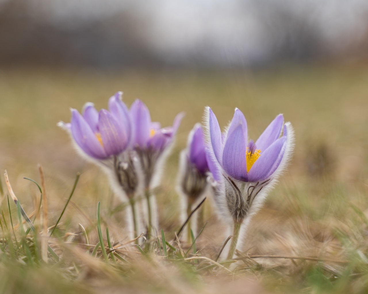 Маленькие цветы прострела расцветают осенью