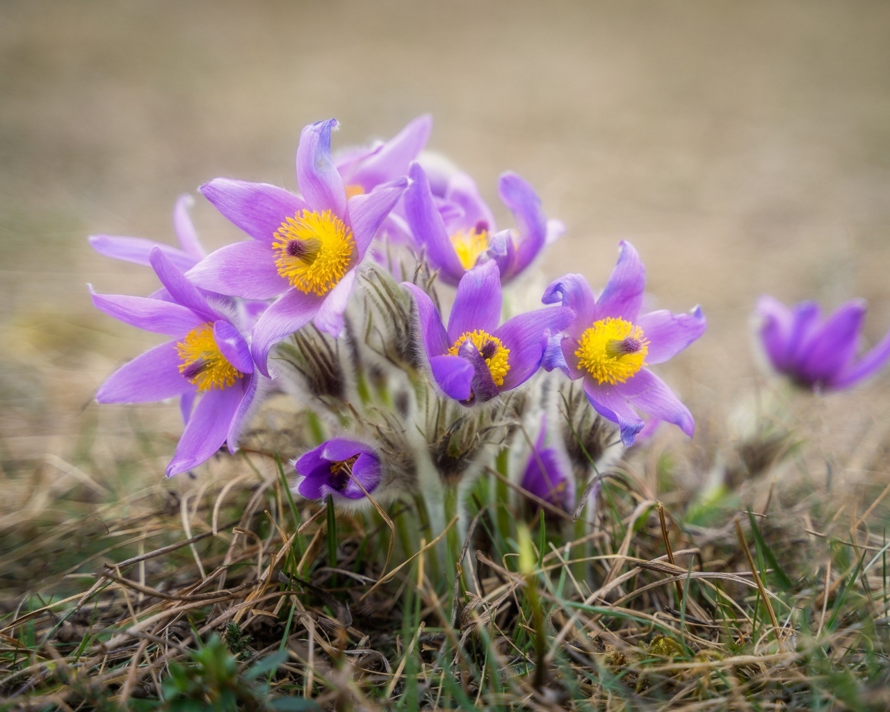Маленькие цветы прострела растут в траве