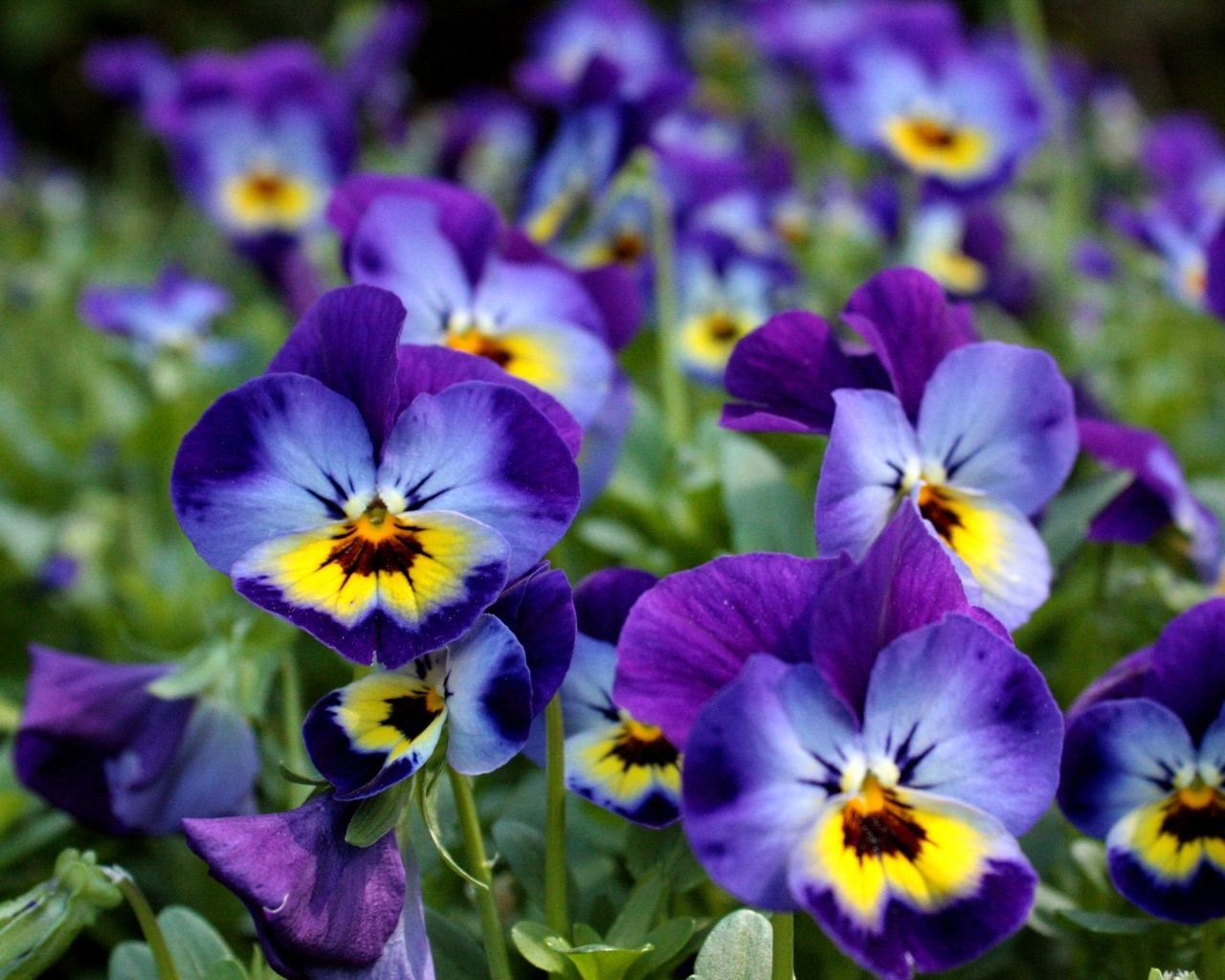 Маленькие цветы Анютины глазки