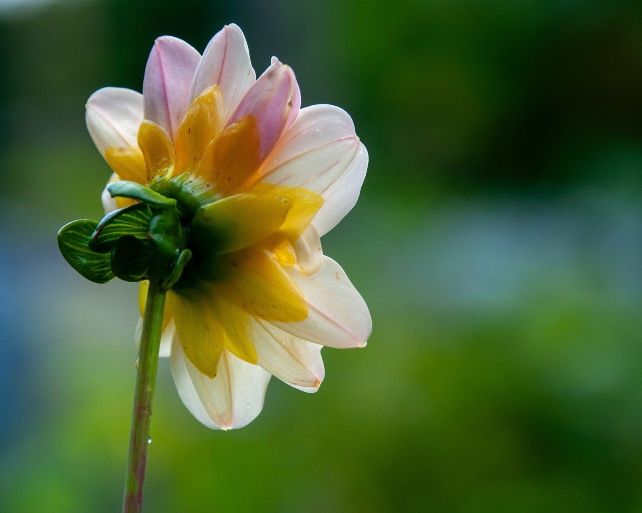 Маленький розовый цветок георгина