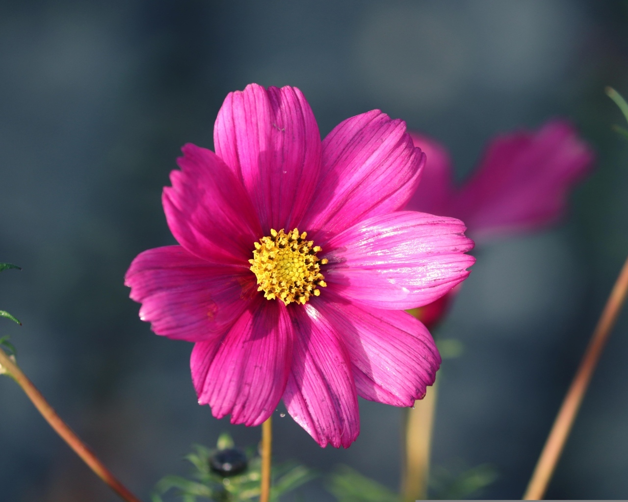 Маленький розовый цветок георгина крупным планом