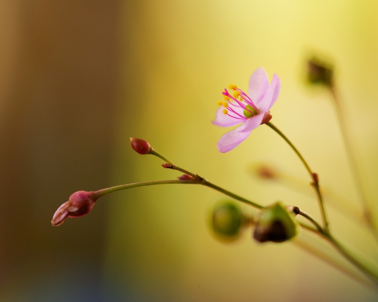Маленькие розовые нежные цветы крупным планом