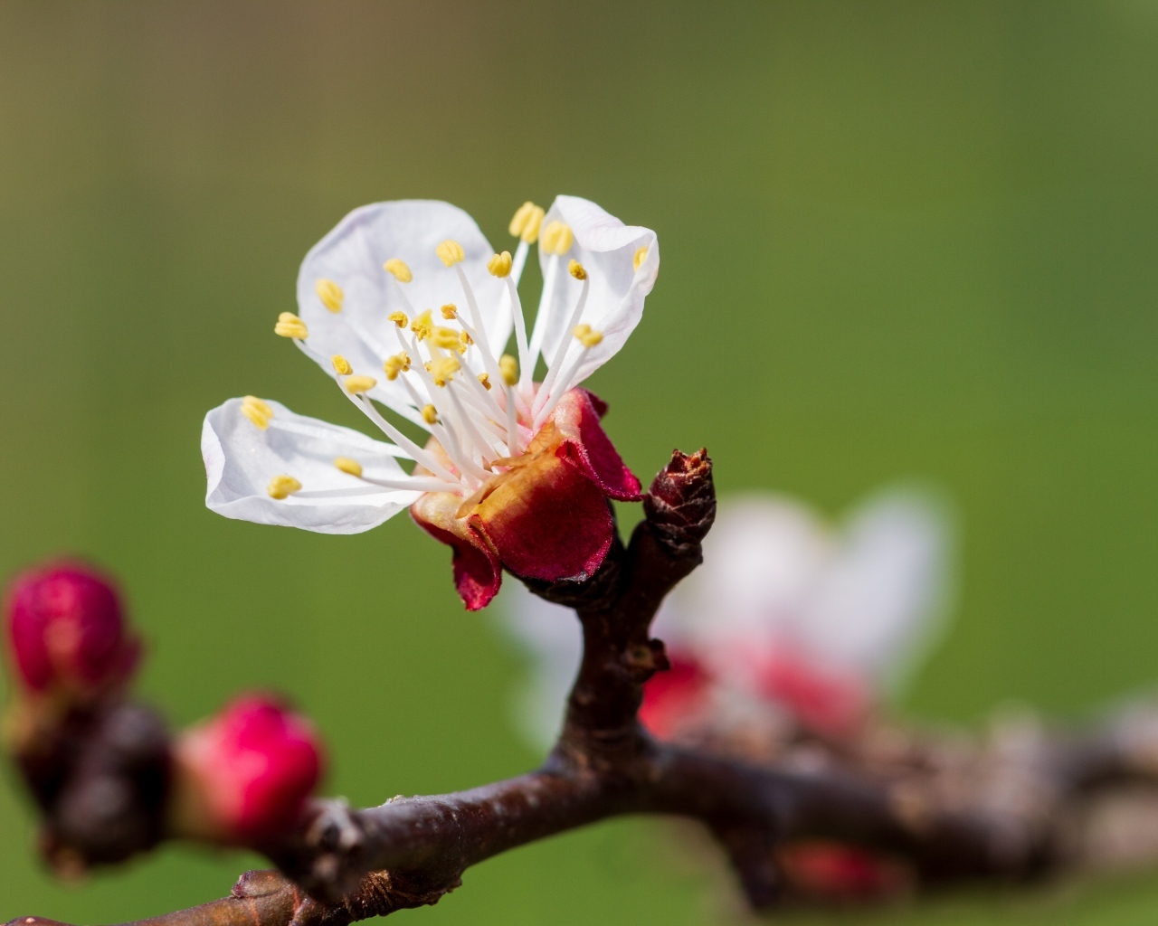 Маленький розовый цветок на ветке абрикоса весной