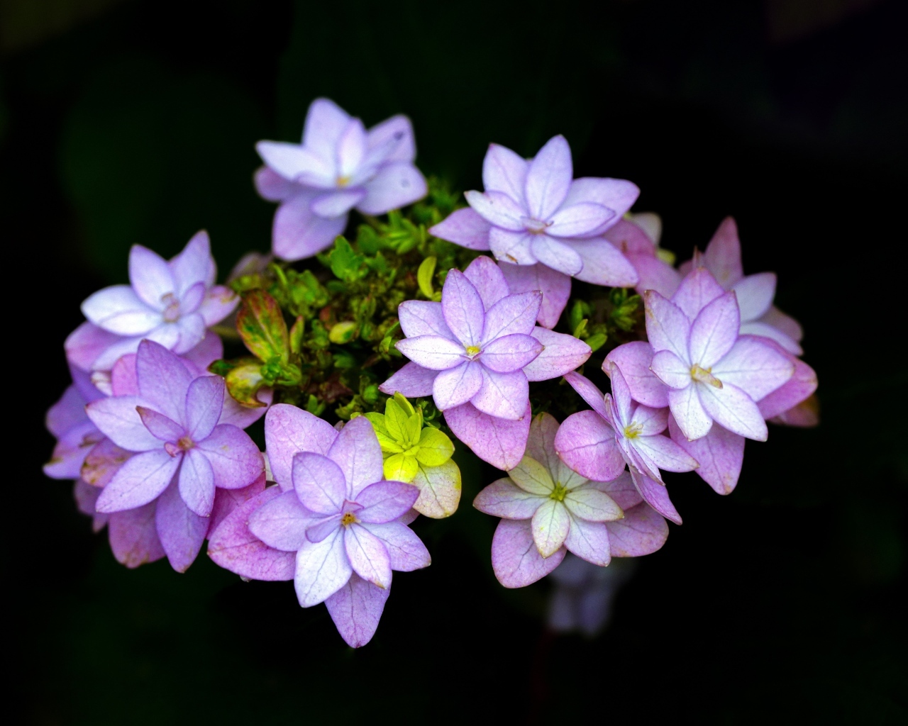 Мелкие розовые цветы на черном фоне