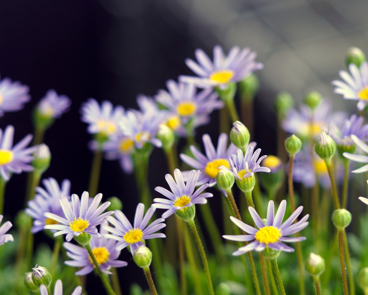 Маленькие фиолетовые ромашки крупным планом