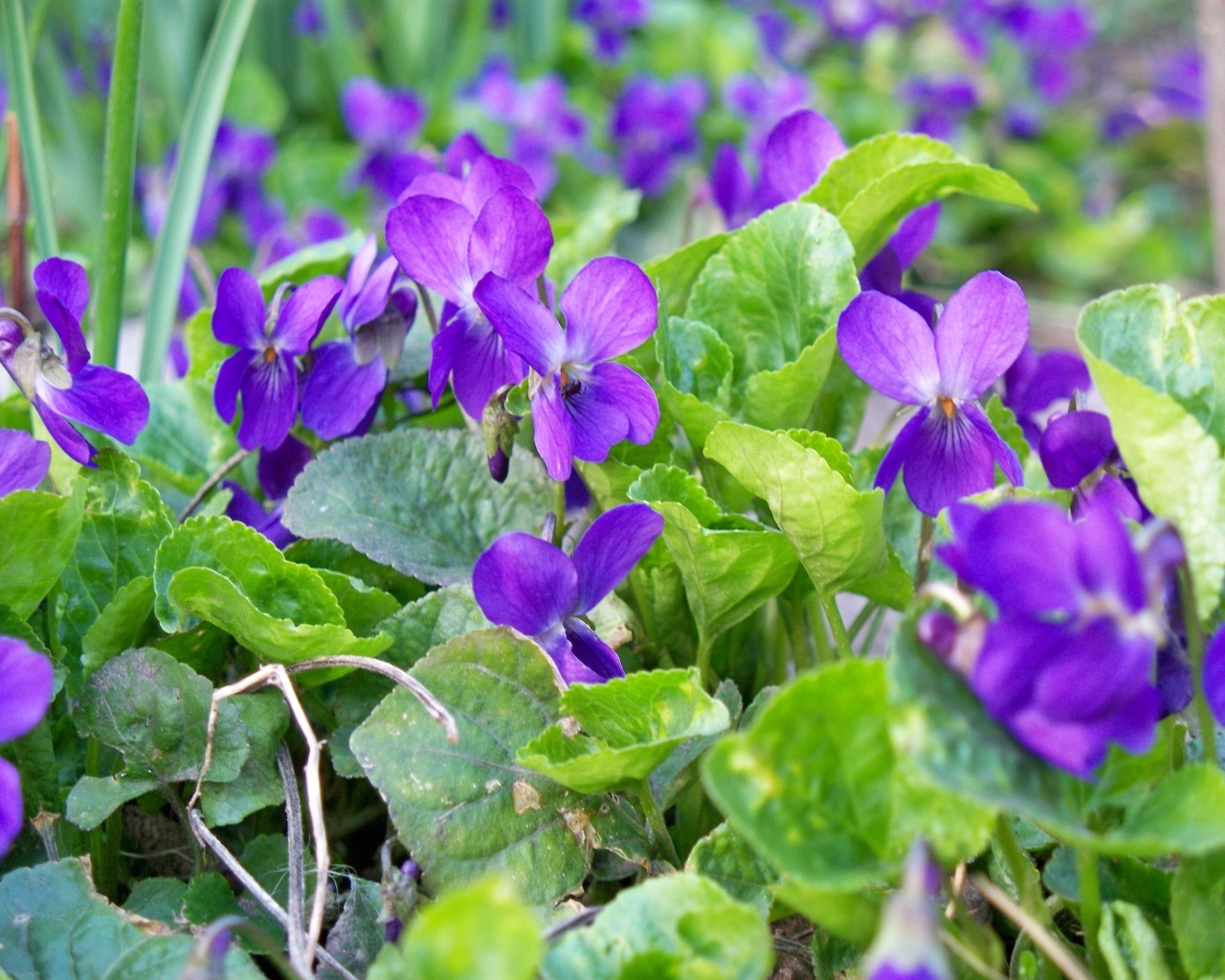 Маленькие фиолетовые цветы фиалки