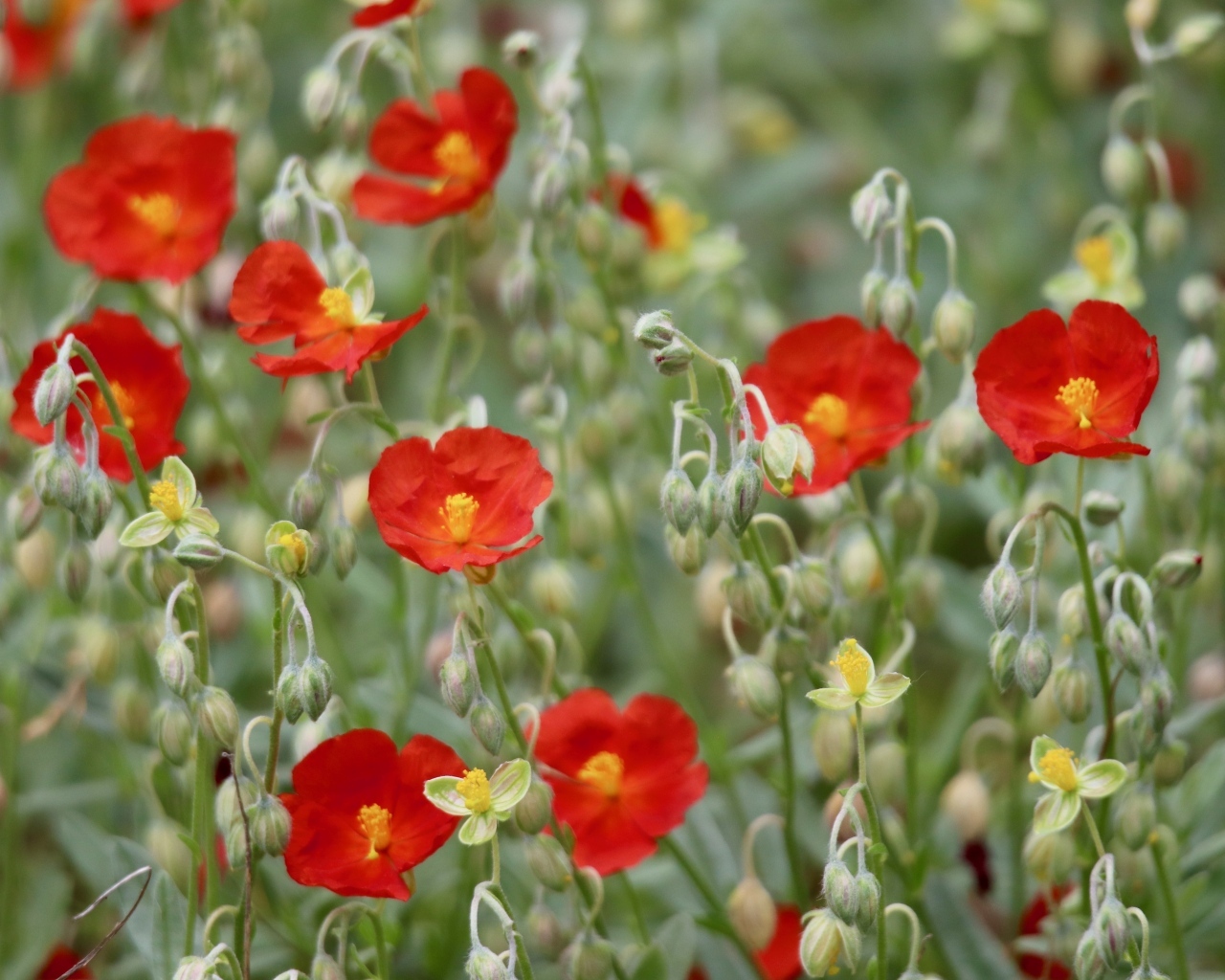 Маленькие красные цветы с бутонами крупным планом