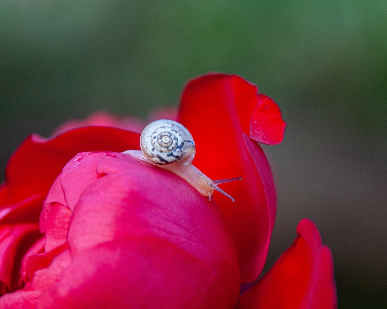 Маленькая улитка на цветке пиона
