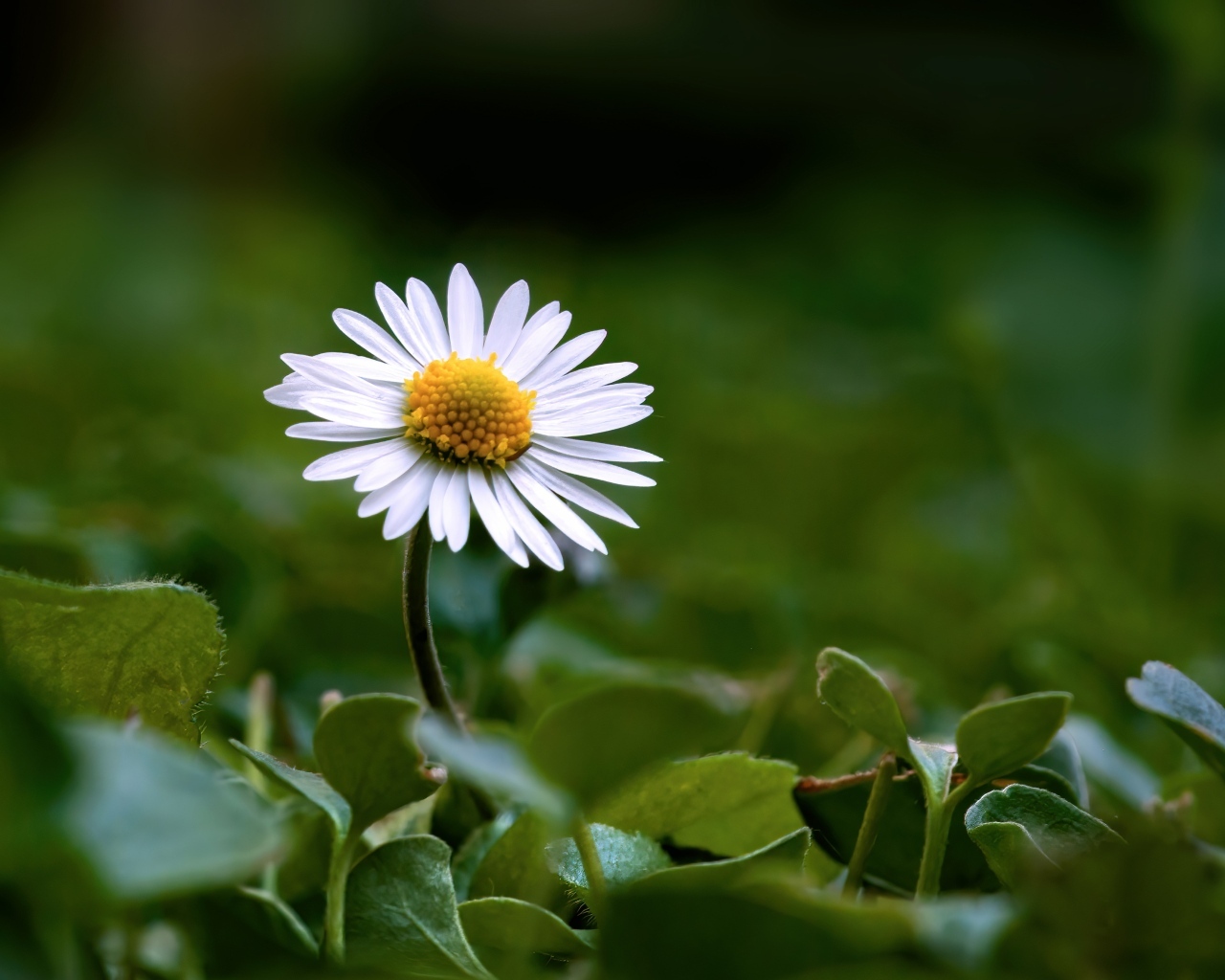 Маленький белый цветок ромашки в зеленых листьях