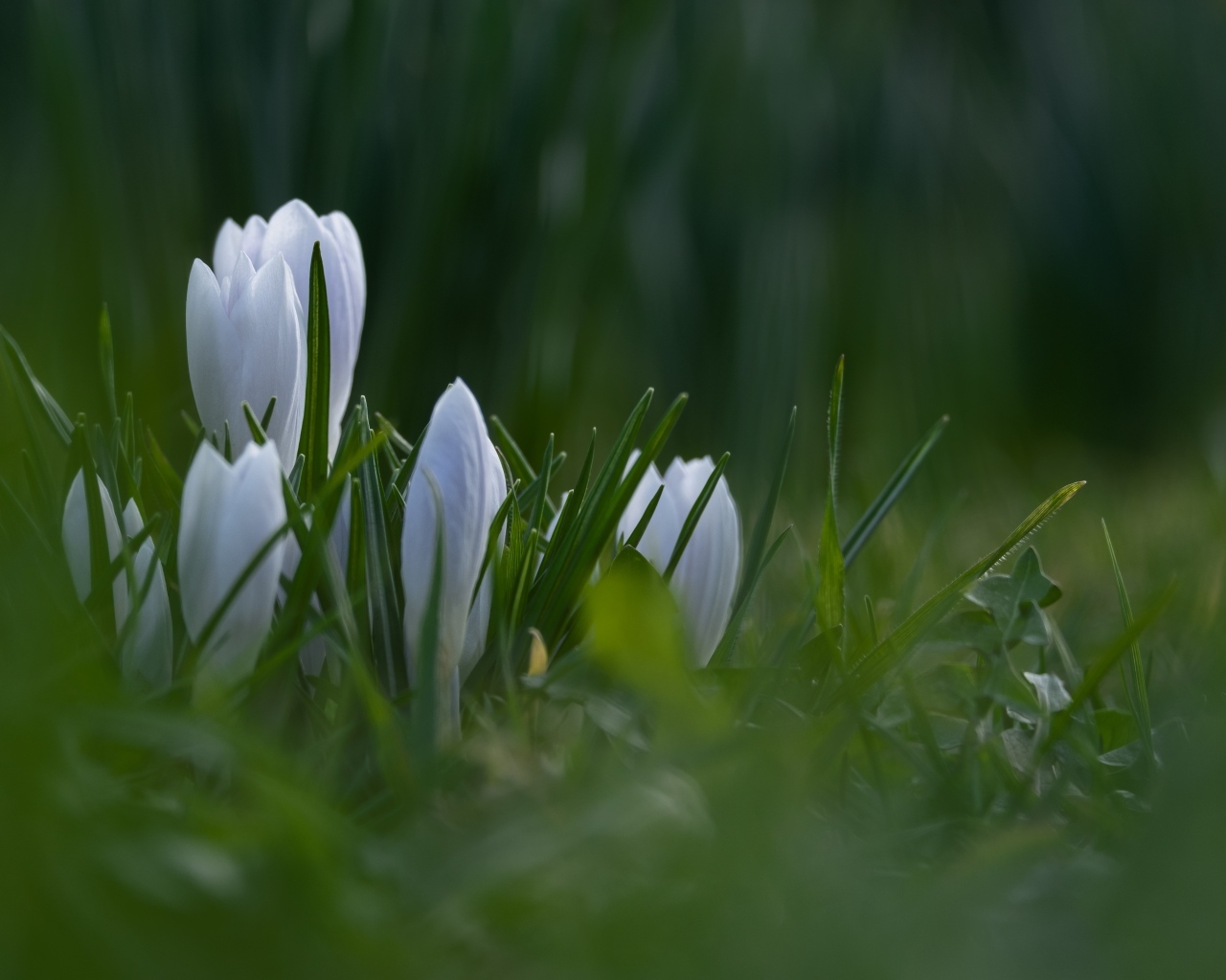 Маленькие белые цветы крокуса пробиваются в зеленой траве