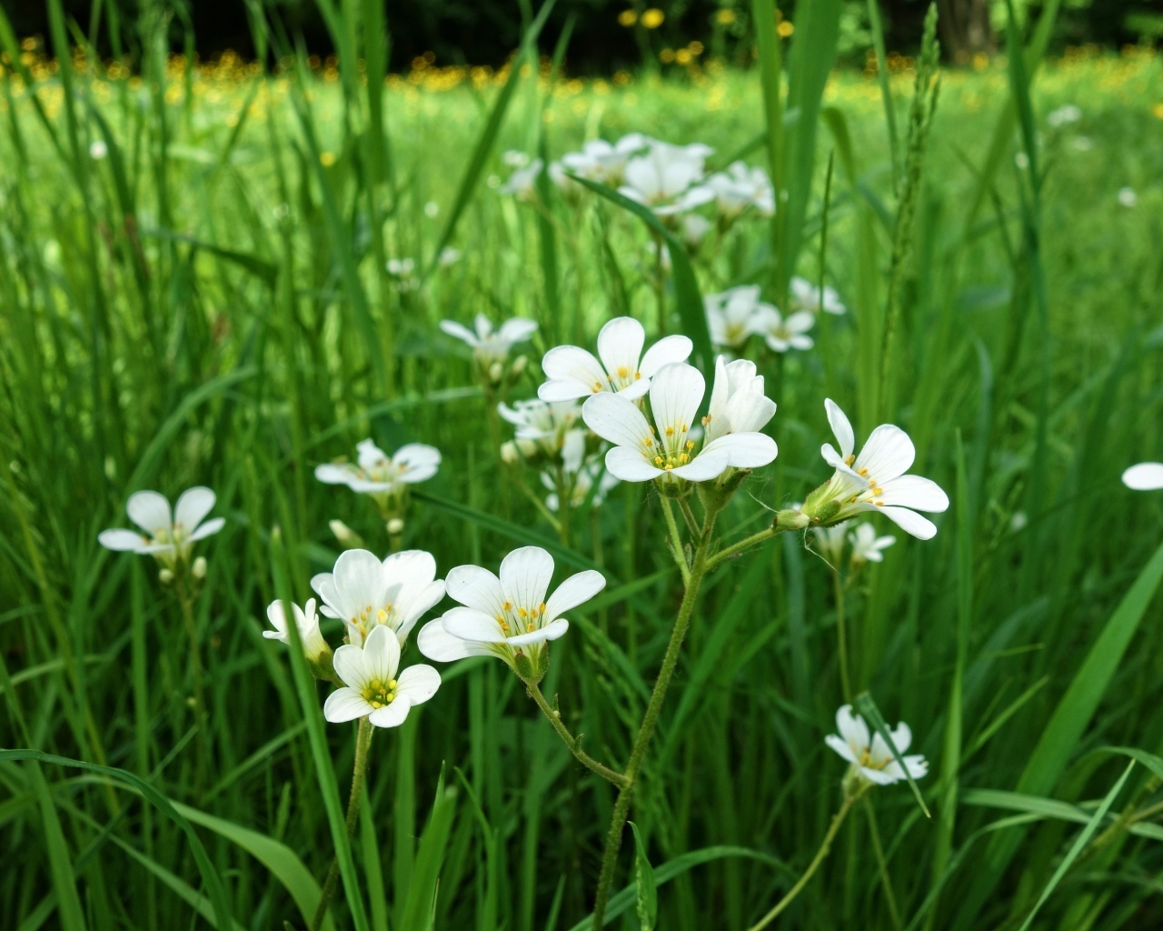 Маленькие белые цветы крестовик в зеленой траве