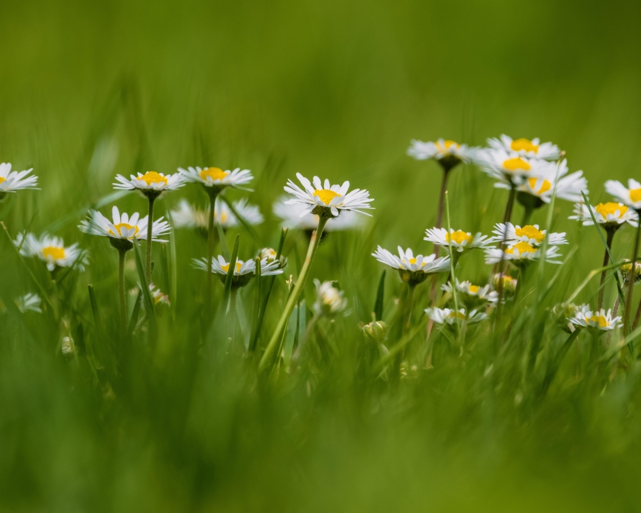 Маленькие белые ромашки в зеленой траве