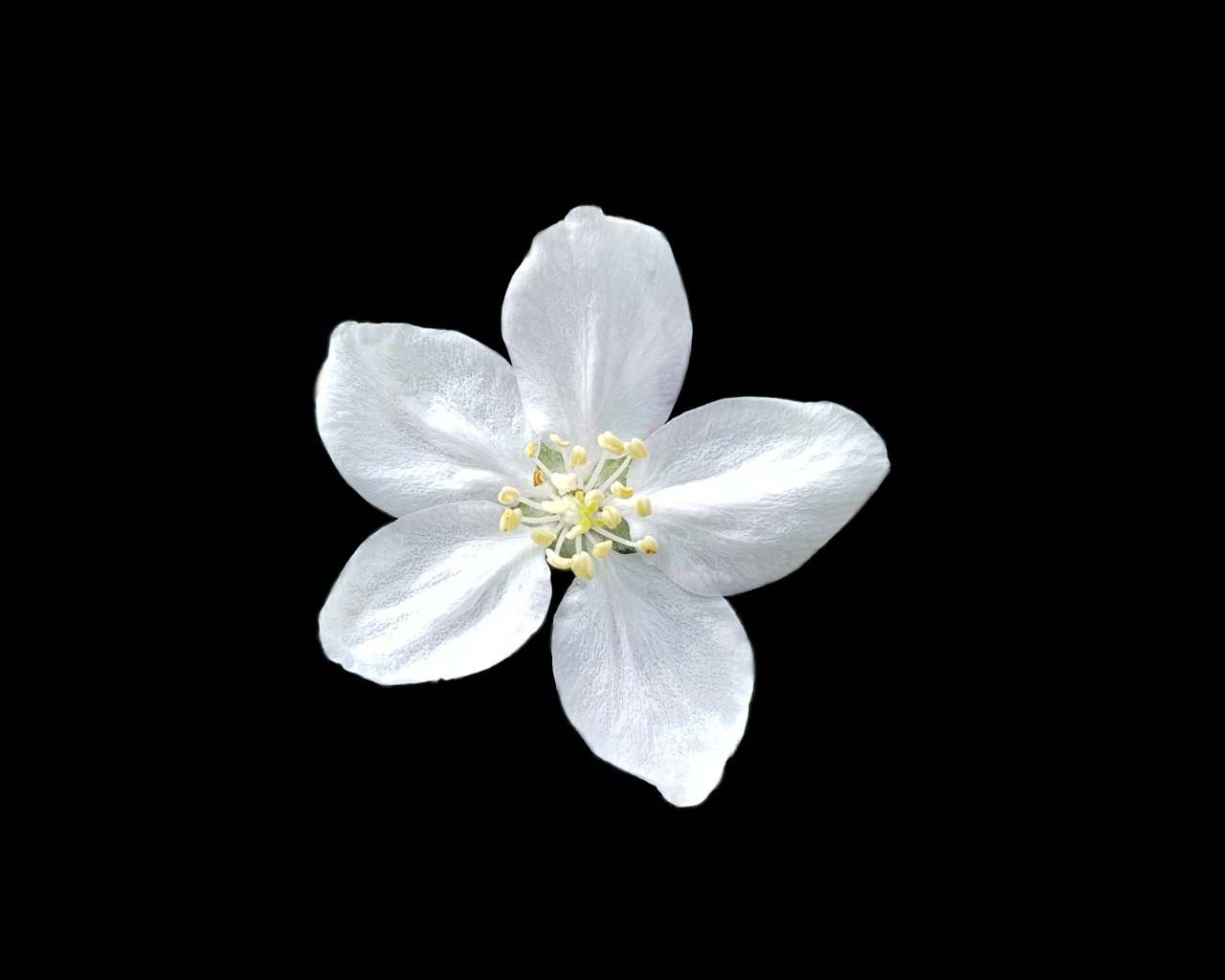 Маленький белый цветок на черном фоне