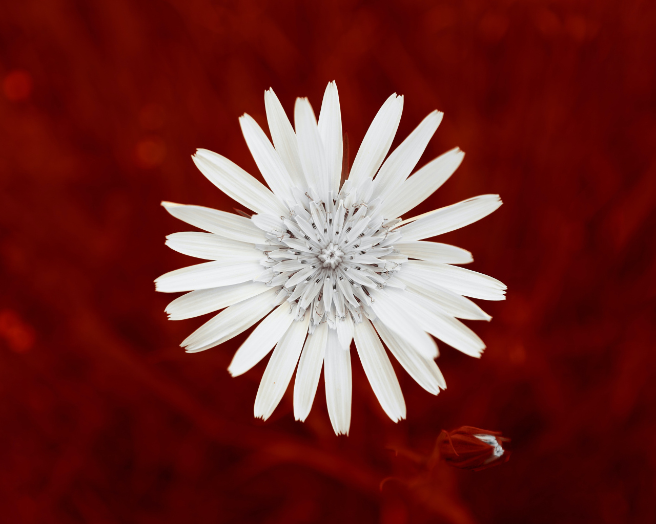 Маленький белый цветок на красном фоне