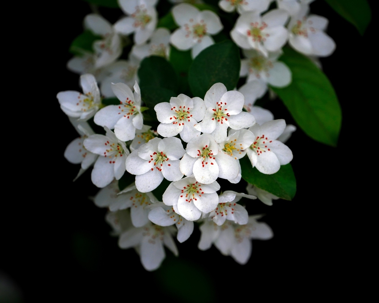 Мелкие белые цветы на ветке весной