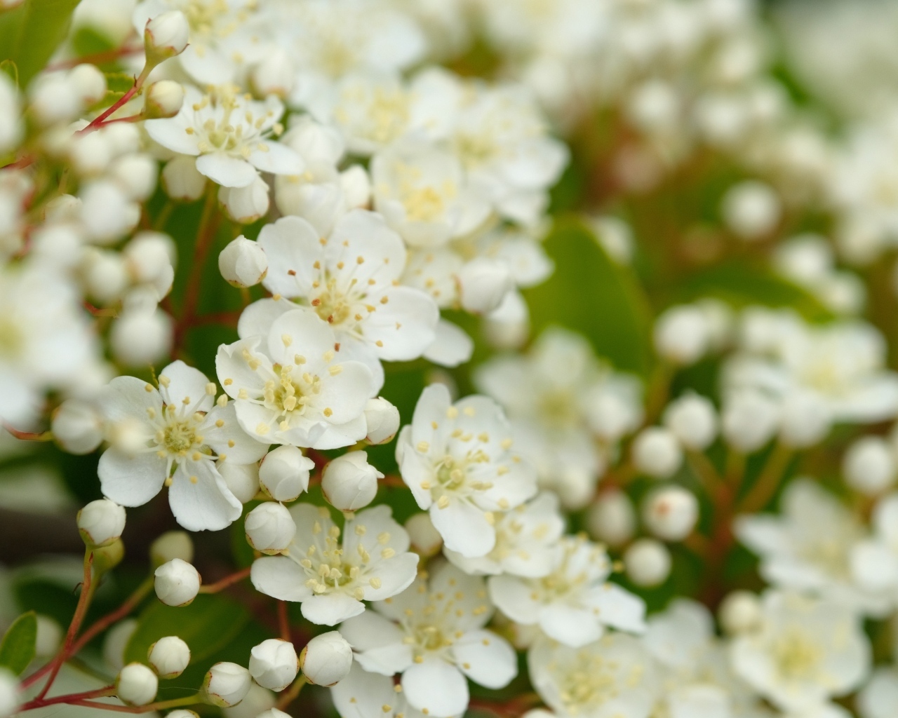 Мелкие белые цветы на кусту