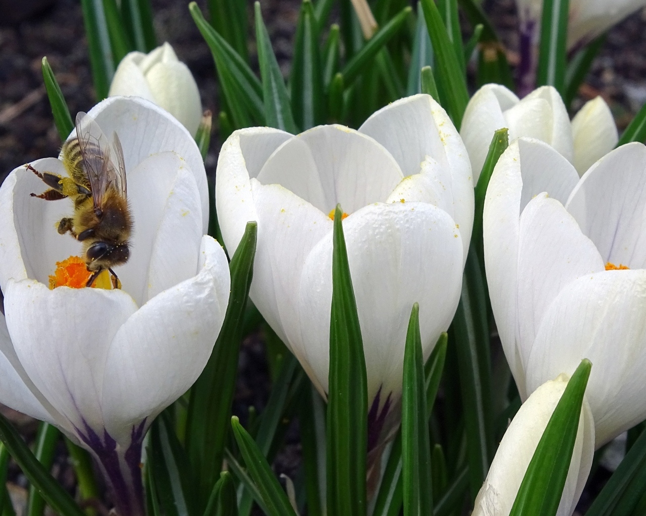 Маленькие белые весенние крокусы опыляет пчела