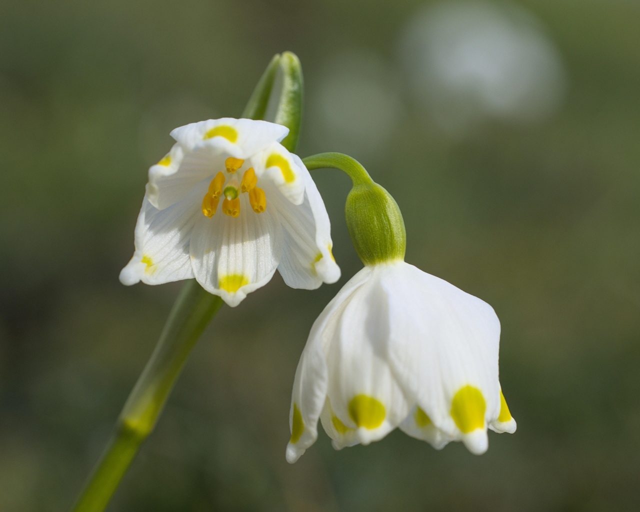 Маленькие белые весенние цветы