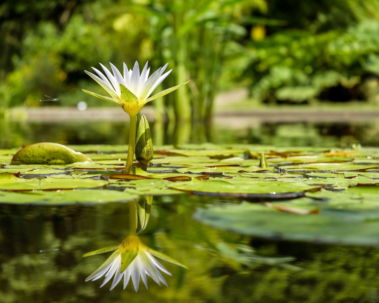 Маленькая белая водяная лилия в лучах солнца в пруду