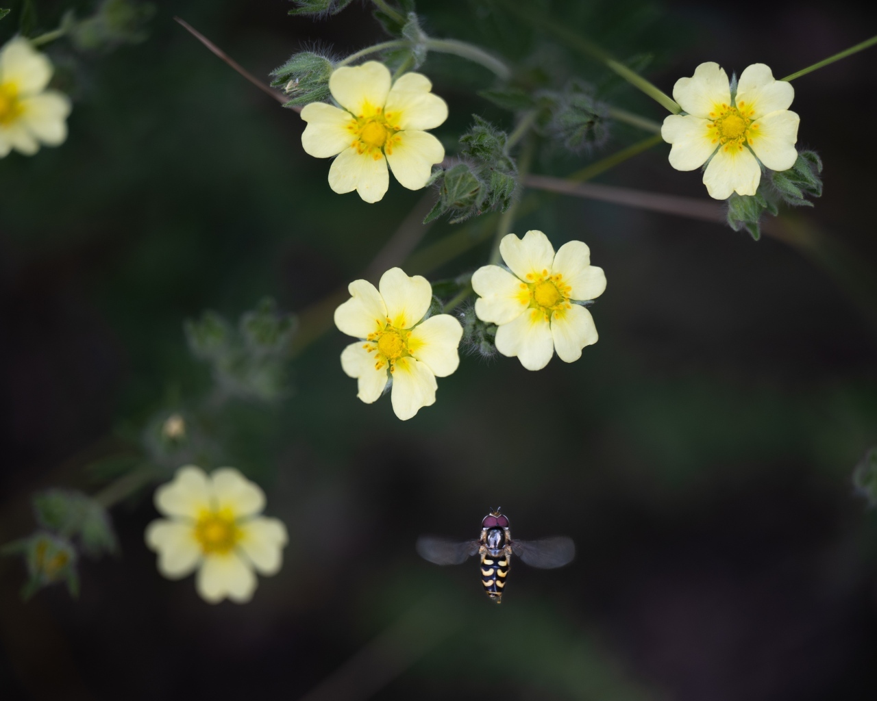 Маленькие желтые цветы лапчатка 