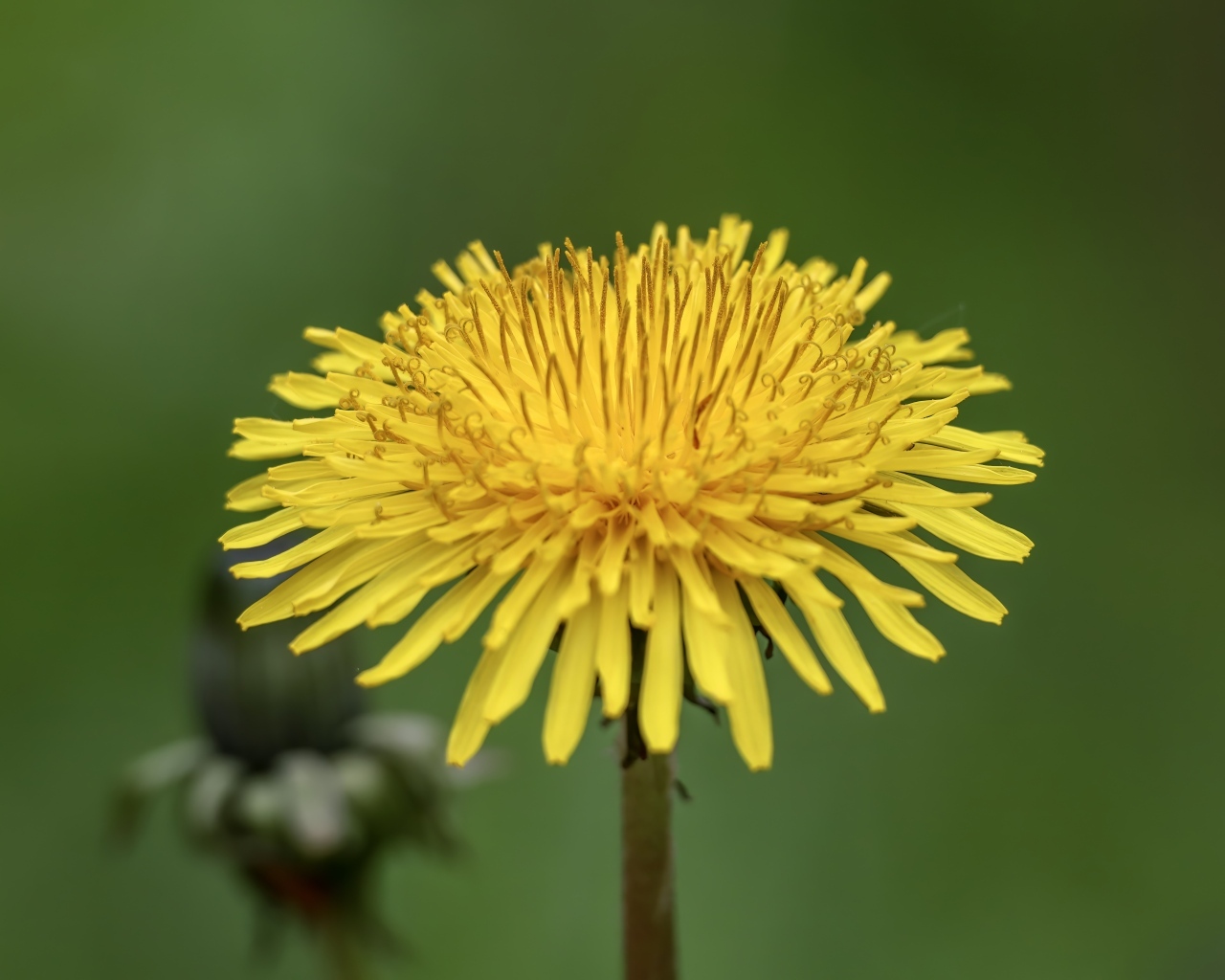 Маленький желтый одуванчик на зеленом фоне