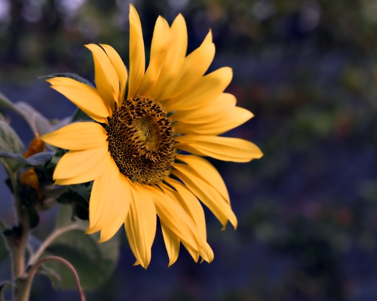 Маленький желтый цветок полевого подсолнуха
