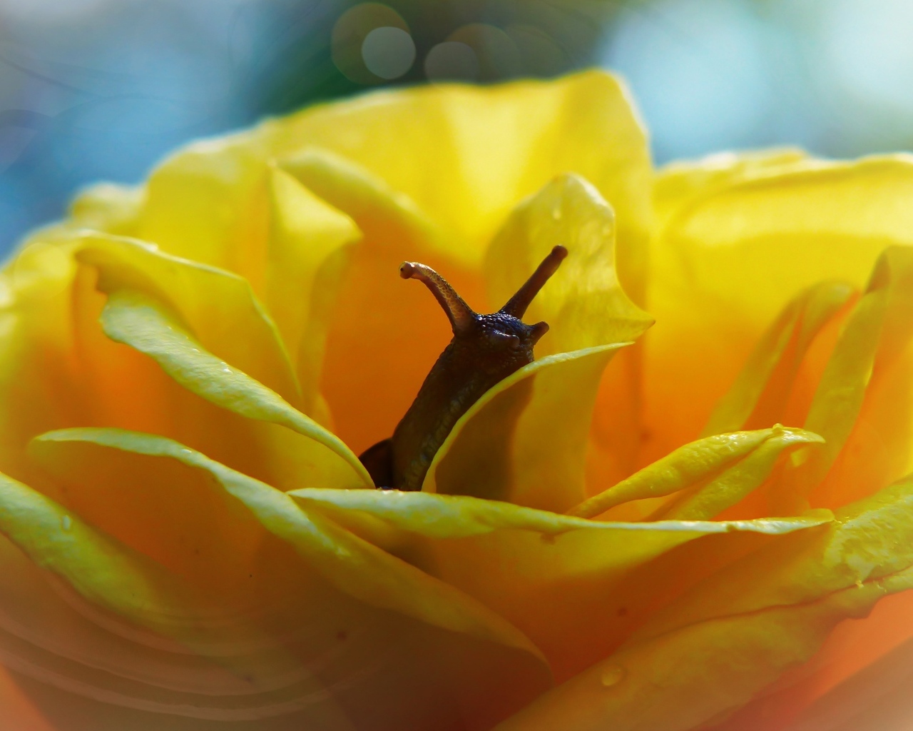 Улитка прячется в цветке желтой розы