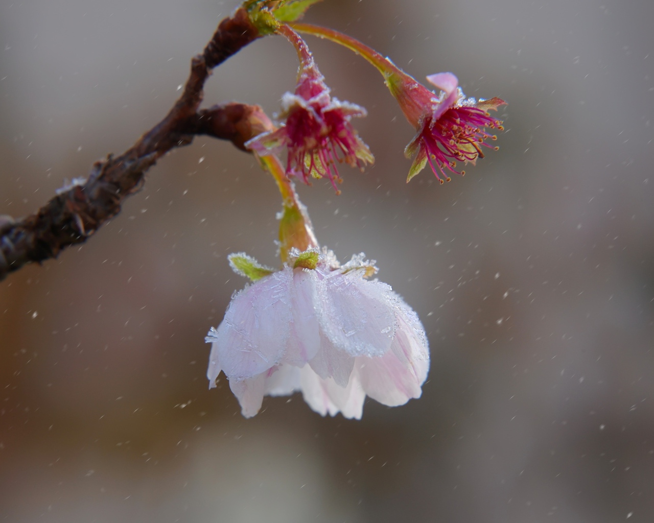 Снег падает на розовый цветок