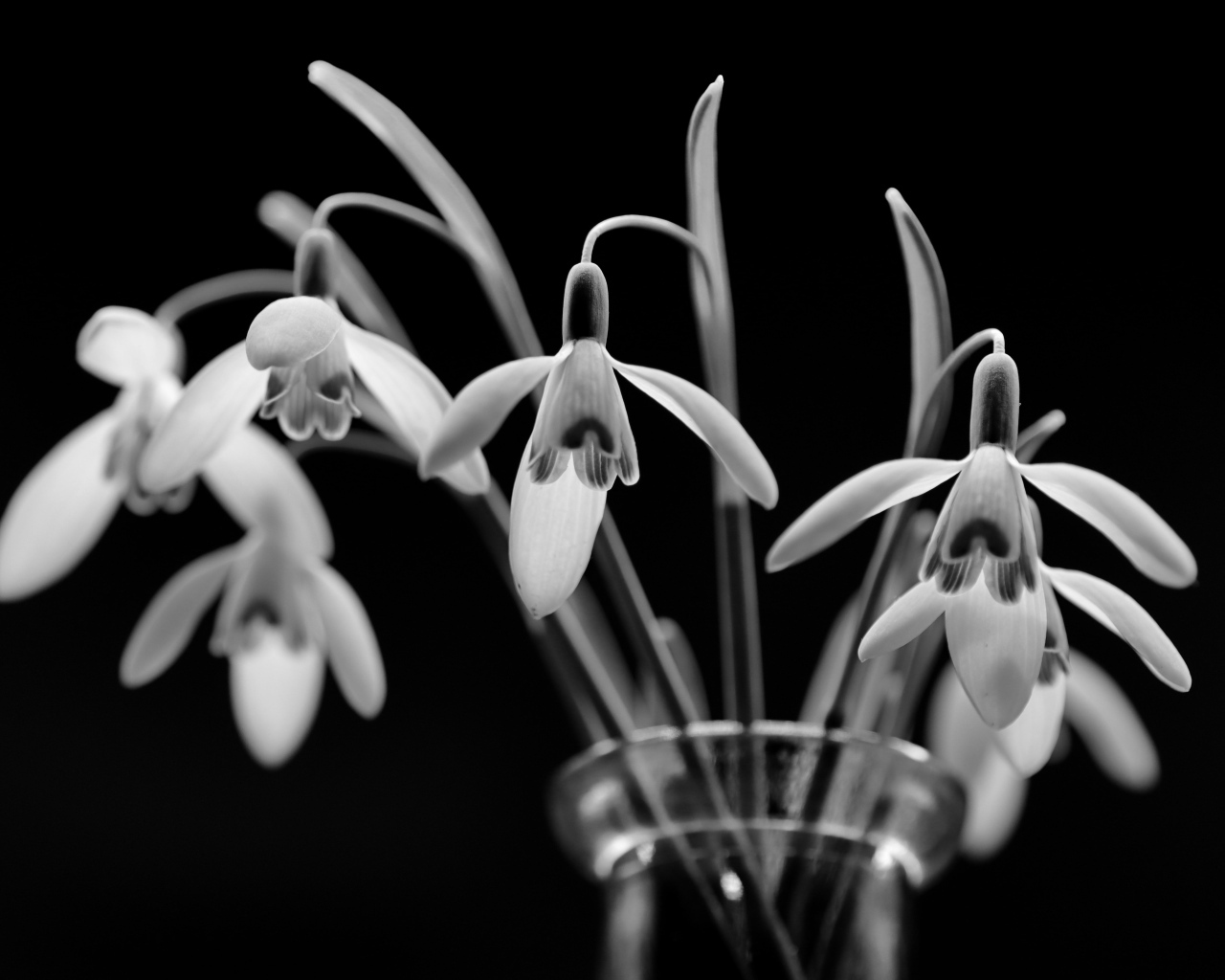 Подснежники в стеклянной вазе черно-белое фото