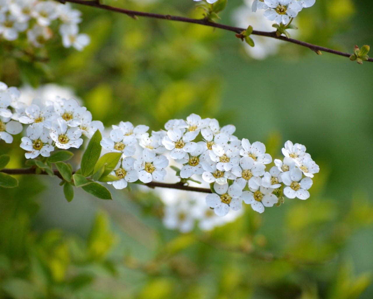 Дерево спирея аргута с белыми цветами