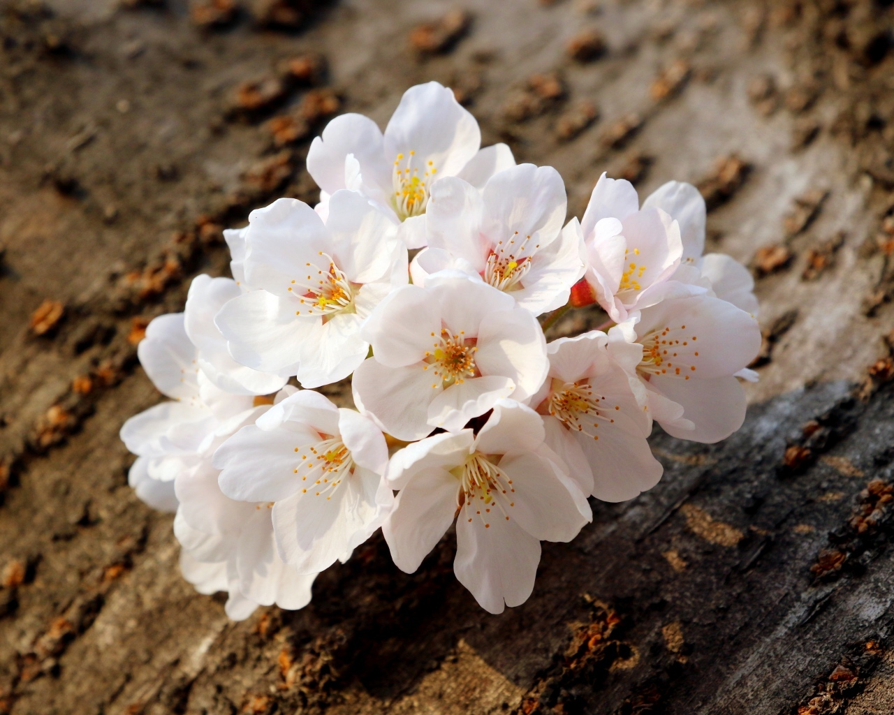 Весенние цветы абрикоса сорванные с веток