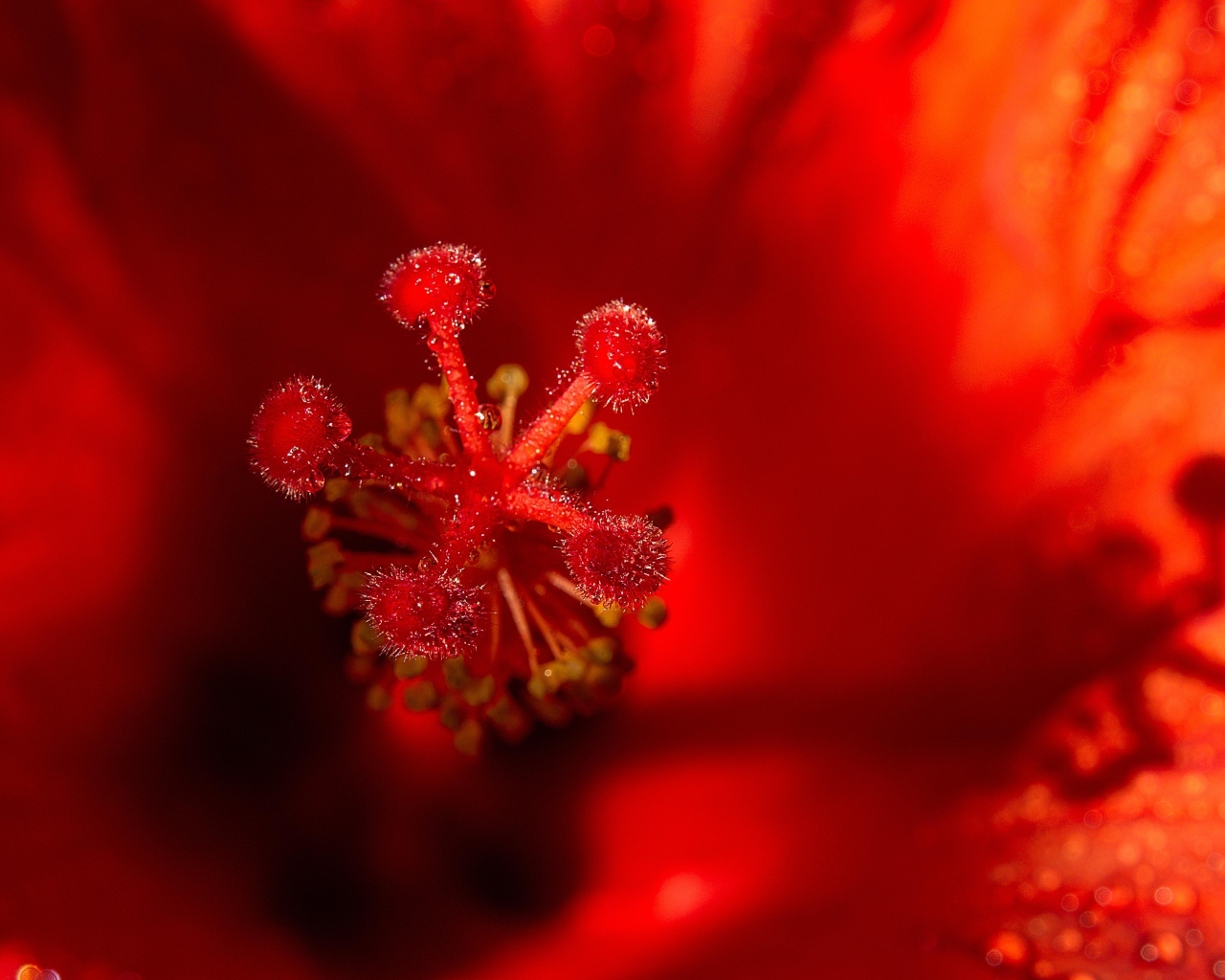 Тычинка цветка красного гибискуса