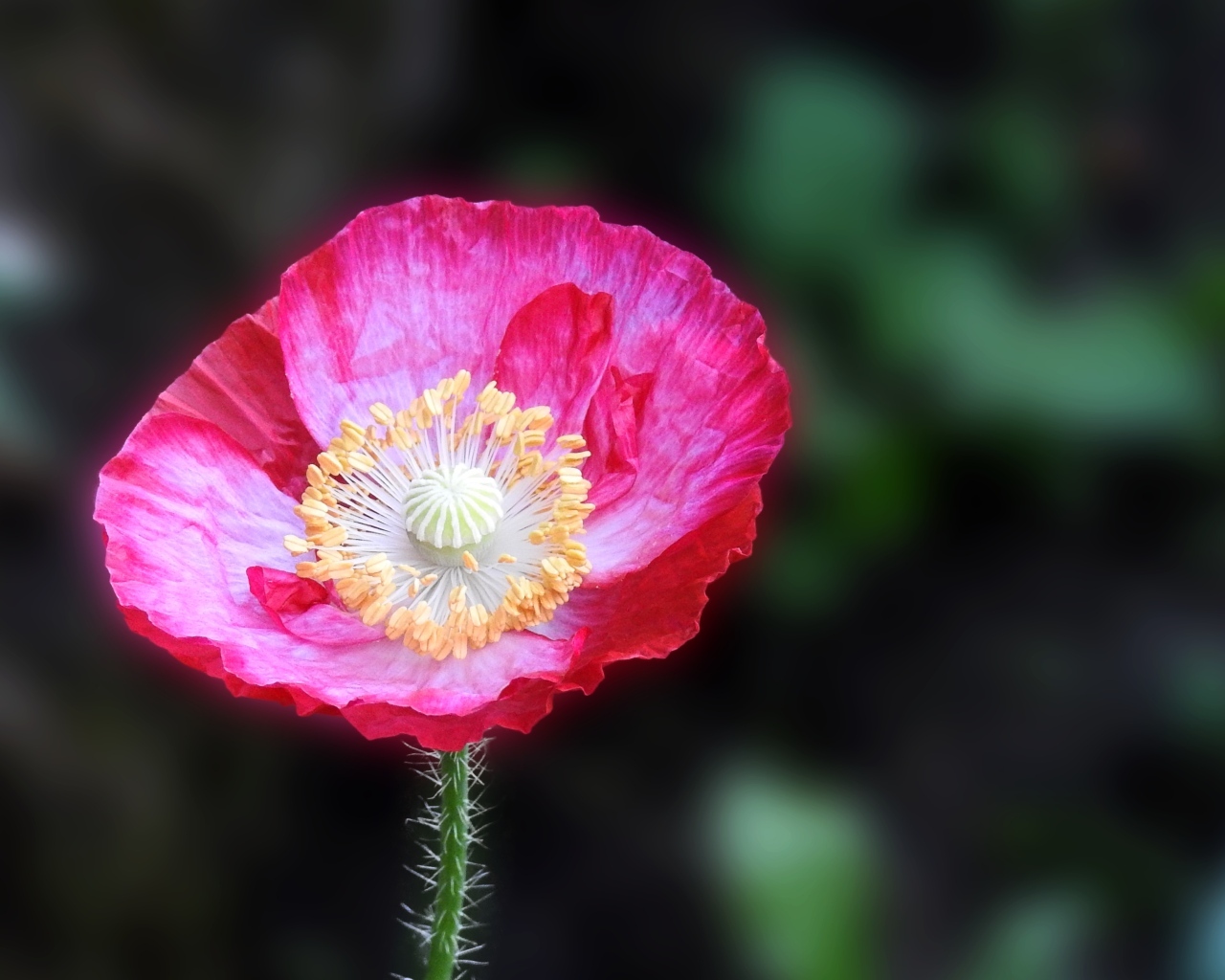 Летний яркий цветок полевого мака