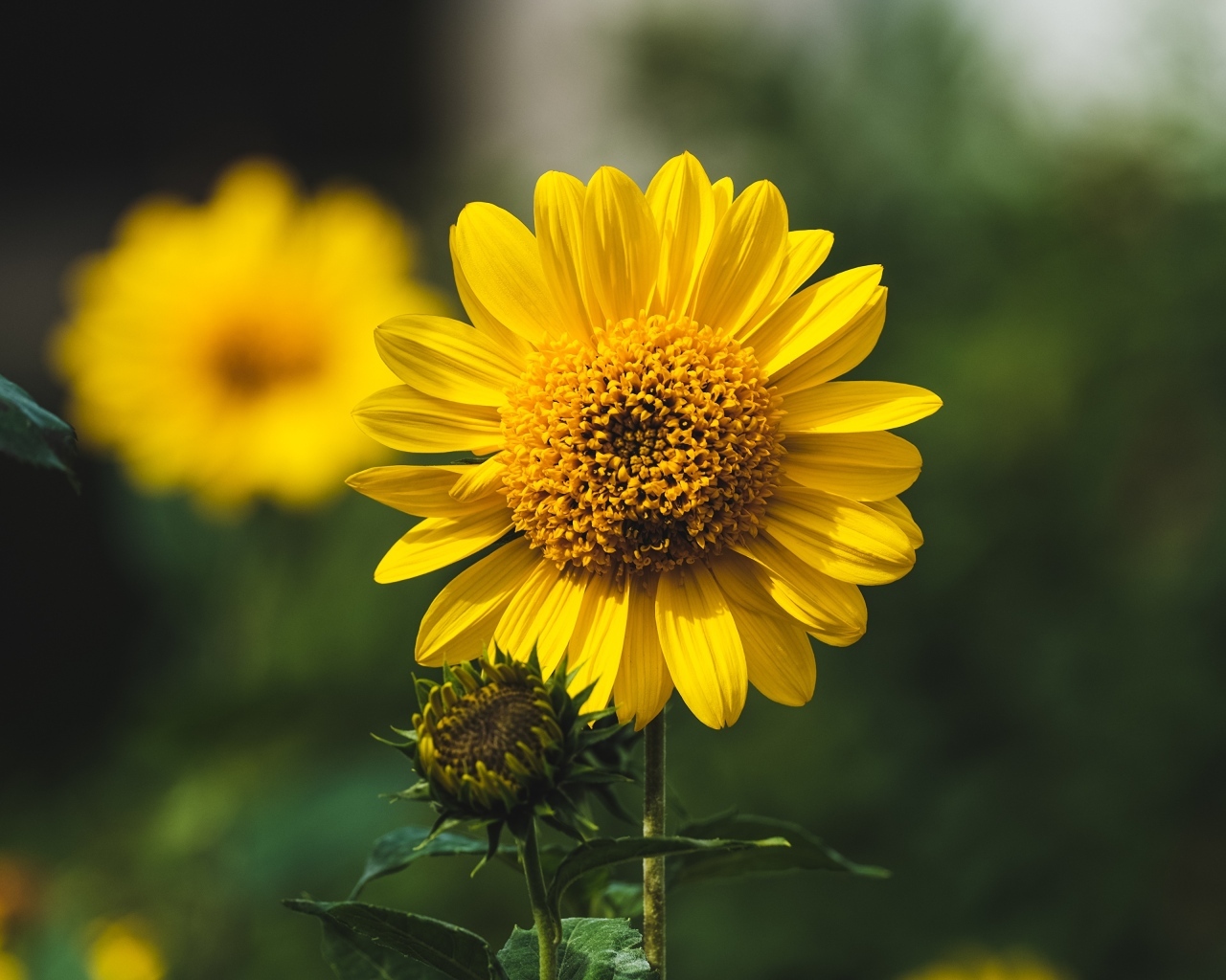 Подсолнух с бутонами крупным планом