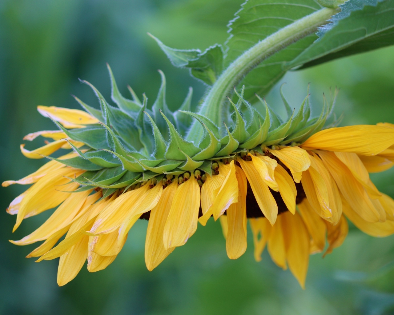 Подсолнух с желтыми лепестками опустился к земле