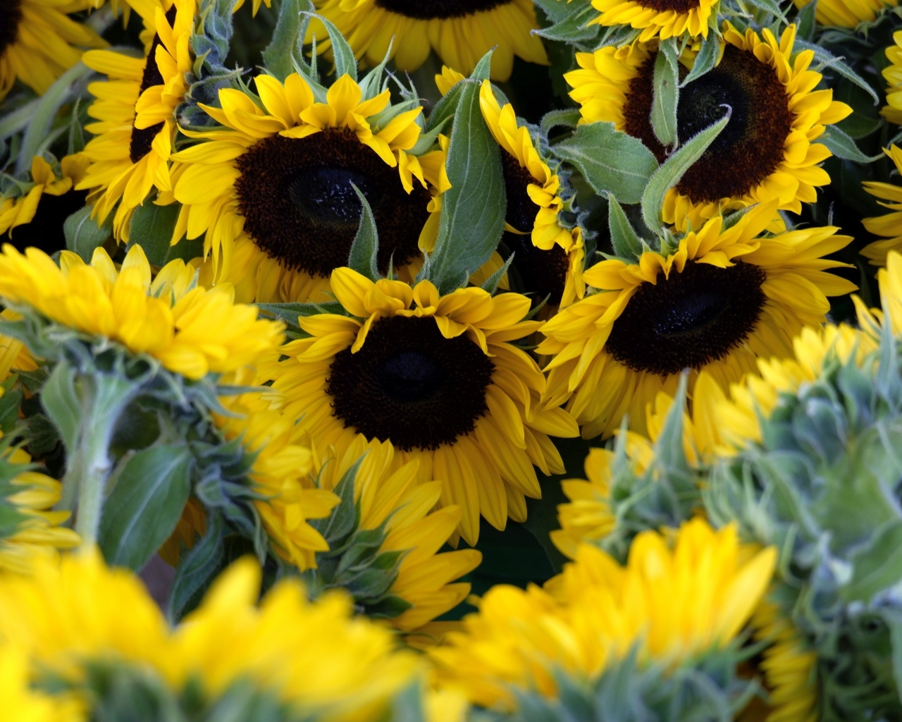 Подсолнухи цветут на поле летом