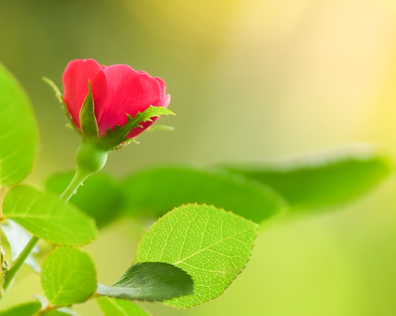 Нежная маленькая розовая роза с зелеными листьями