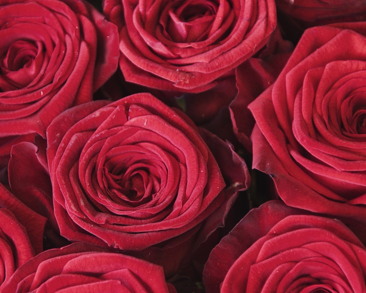 Махровые цветы красной розы