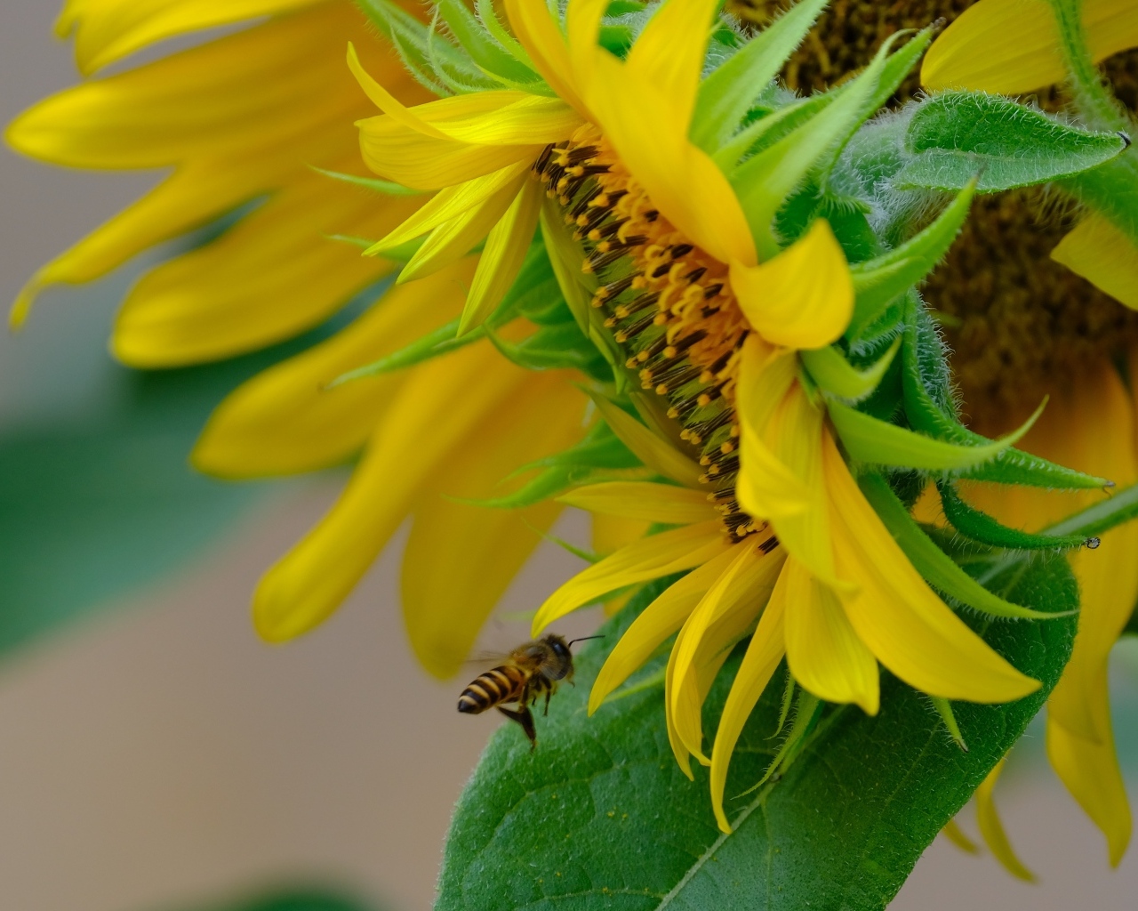 Пчела кружит у цветов подсолнуха